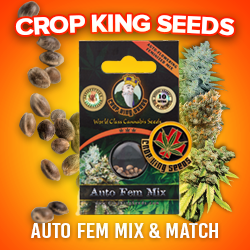 Crop King Seeds (COM) Auto Feminized Marijuana Seed Mix 250x250