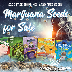 Marijuana Seeds for Sale
