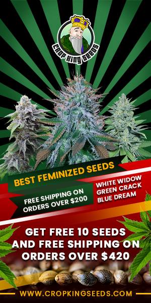 Crop King Seeds (COM) Best Feminized Seeds 300x600 Crop King Seeds (COM) Best Feminized Seeds 300x600