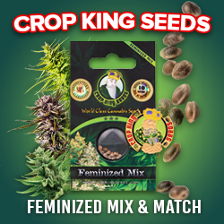 Crop King Seeds (COM) Feminized Marijuana Seed Mix 250x250
