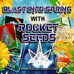 Rocket Seeds - Blast Into Spring With Rocket Seeds