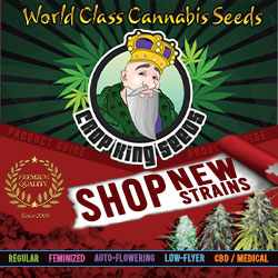 Crop King Seeds (COM)Shop New Strains World Class Cannabis Seeds 250x250