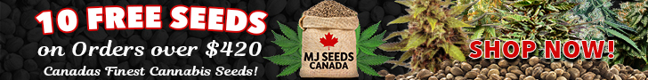 MJ Seeds Canada (COM) - 10 Free Seeds 728x90 MJ Seeds Canada (COM) - 10 Free Seeds 728x90