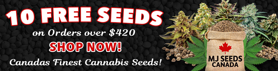 MJ Seeds Canada (COM) - 10 Free Seeds 970x250