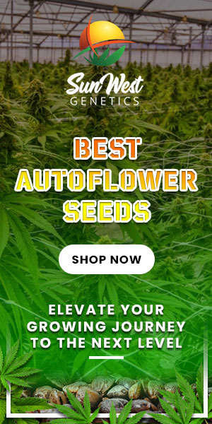Best Autoflower Seeds Sunwest Genetics (300x600)