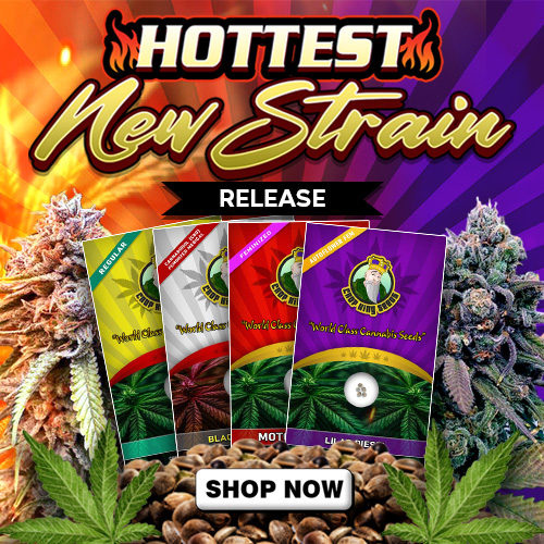 New Strains