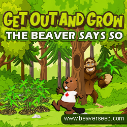 Beaver Seeds - Get Out and Grow Spring Sasquatch 250x250