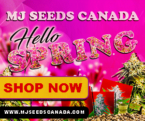 MJ Seeds Canada (CA) - Hello Spring Shop Now 300x250 gif