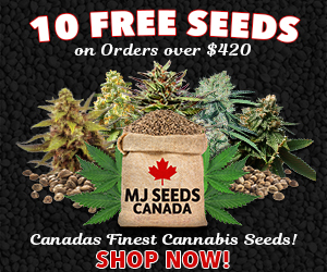 MJ Seeds Canada (COM) - 10 Free Seeds 300x250