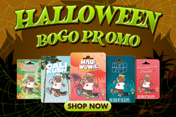 Beaver Seeds Halloween Sale (400x600)