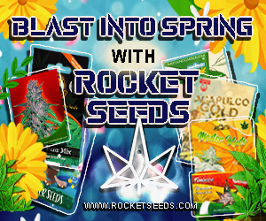 Rocket Seeds - Blast Into Spring With Rocket Seeds