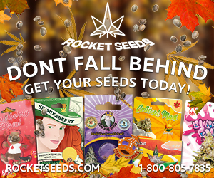 Rocket Seeds - Don't Fall Behind Get Your Seeds Today 300x250
