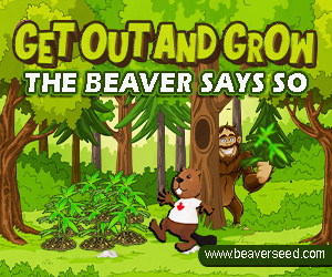 Beaver Seeds - Get
Out and Grow Spring Sasquatch 300x250