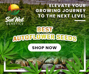 Best Autofower Seeds Sunwest Genetics  (300x250)