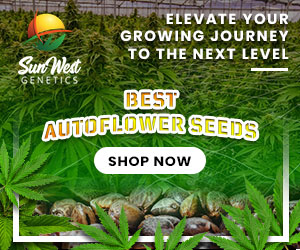 Best Autofower Seeds Sunwest Genetics (300x250)