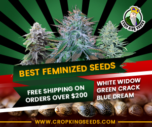 Crop King Seeds(COM) - Best Feminized Seeds 300x250