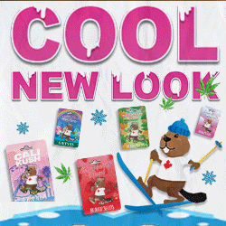 Beaver Seeds - Winter Beaver Cool New Look GIF 250x250