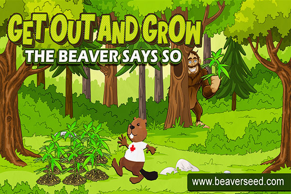 Beaver Seeds Coupon Code