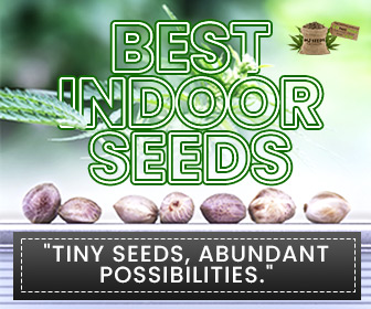 MJ Seeds Canada Best Indoor Seeds (336x280)