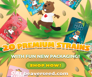 Beaver Seed - 20 Premium Strains 300x250